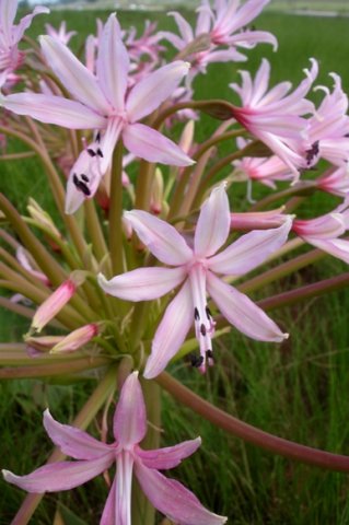 Brunsvigia radulosa appearing haphazard